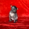 rosie mimi